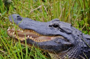 Visite des Everglades en français