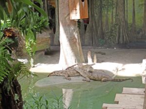 Visite des Everglades en français