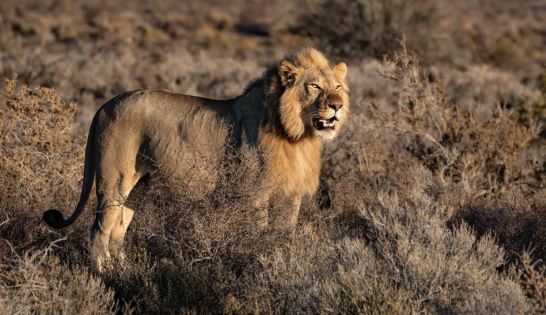 Africa Spirit, unique pour vos safaris au Kenya