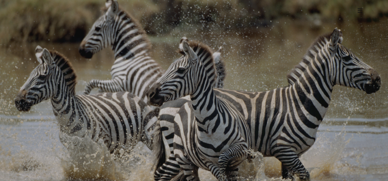 Tanganyika Expéditions : aventures en Tanzanie