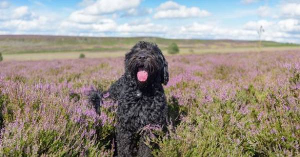 40% of Dog Owners Refuse to Holiday Without Their Hound