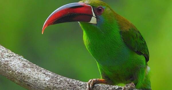 Colombia Breaks Tourism Records and Tops Global Bird Count, again!