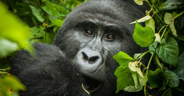 Top 10 National Parks to Visit in Africa