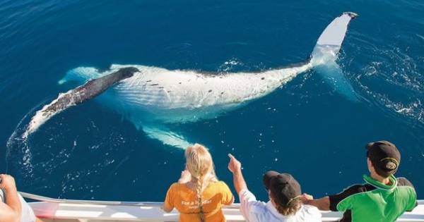 SeaLink Marine & Tourism offers brilliant whale watching experiences across Australia