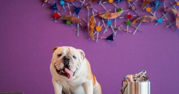 Marriott International and its pet-friendly hotels in Central and South America