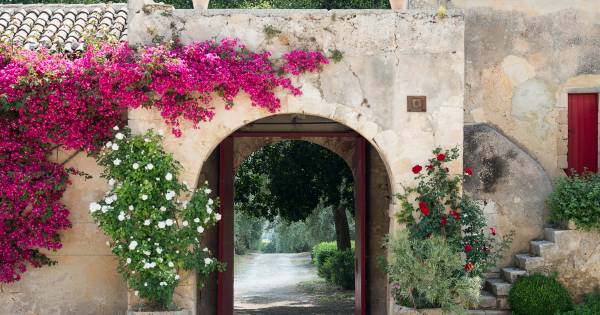 Summer Among the Vines in Italy