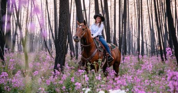 Top Five Luxury Equine Hotels for Horse Lovers Worldwide