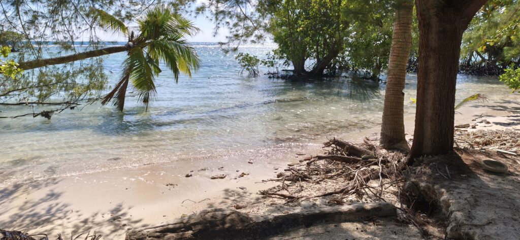 mangrove
